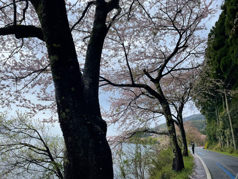 奥琵琶湖　海津大崎　桜